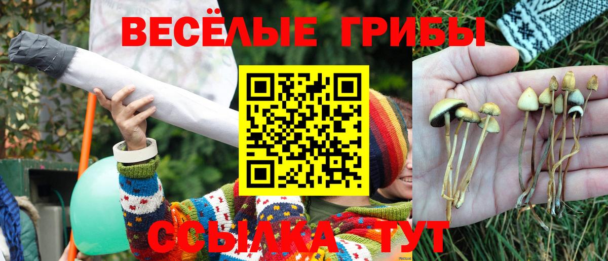 цены   Вход с VPN  Елизово  Псилоцибиновые грибы GOLDEN TEACHER 